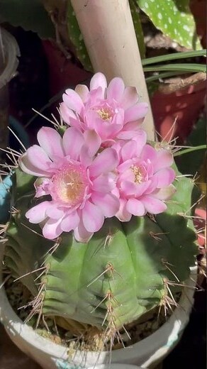 沙漠仙人掌開花