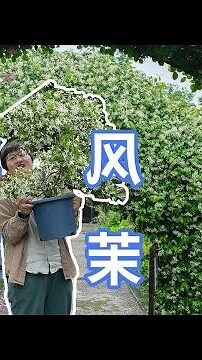攀藤花卉