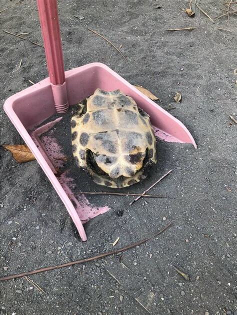 家裡出現烏龜