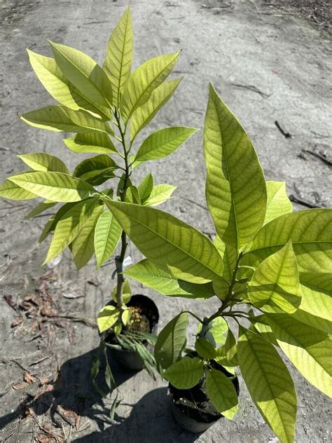 玉蘭花葉子變黃