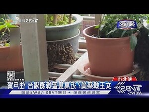 陽台蜜蜂築巢