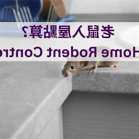 老鼠入屋風水