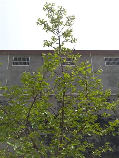 適合庭院種的樹