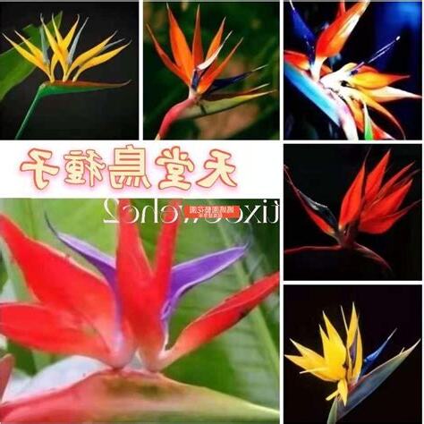 天堂鳥種類