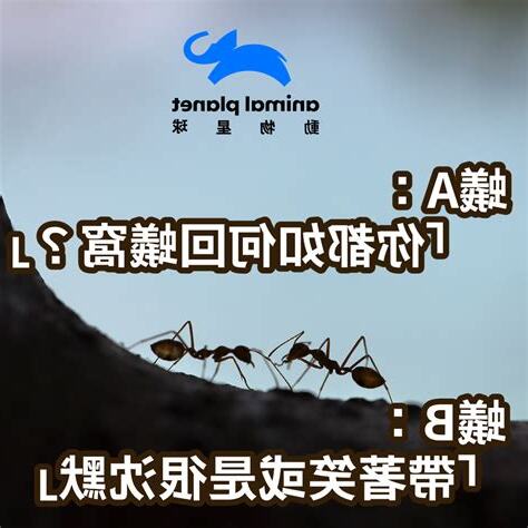 你都如何回蟻窩