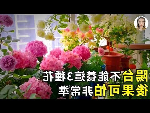 後陽台風水植物