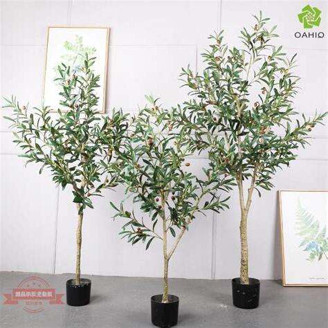 橄欖樹盆栽