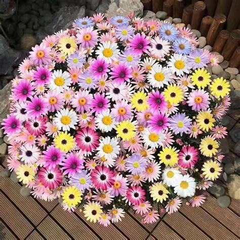 小雛菊種子