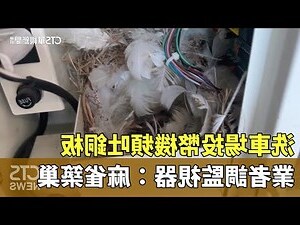 麻雀在家裡築巢