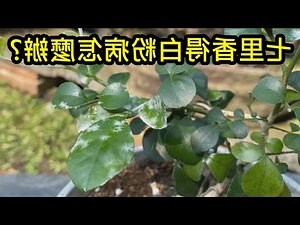 菩提樹黑脂病