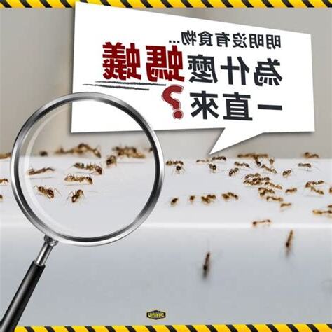 家裡一直有螞蟻