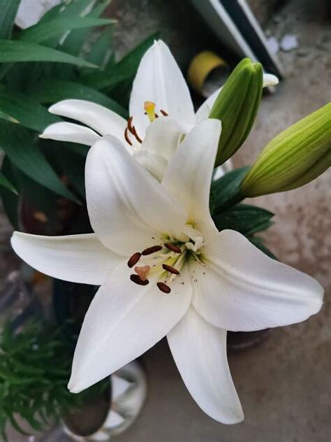 百合