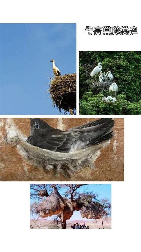 不築巢的鳥