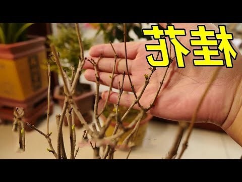 桂花枯葉病用藥