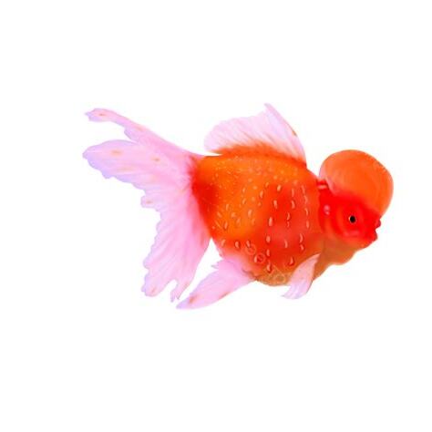 紅色金魚