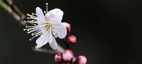 梅花吉祥話