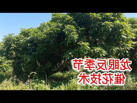 龍眼催花方法