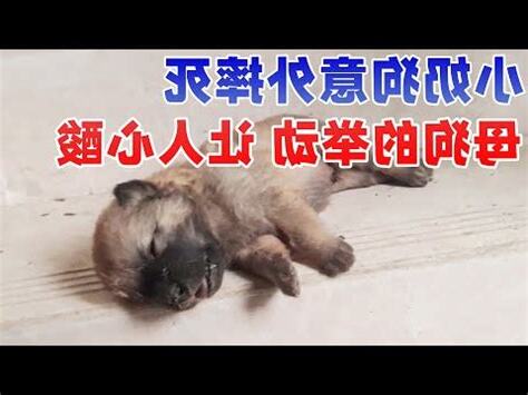 小狗死掉怎麼處理