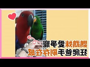 夢見鸚鵡在手上