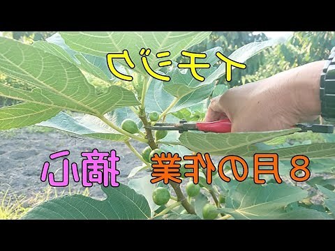 無花果摘心