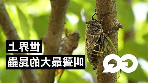 陽台蟬叫聲