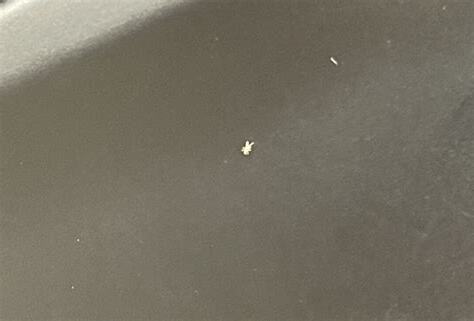 家裡出現白色小蟲