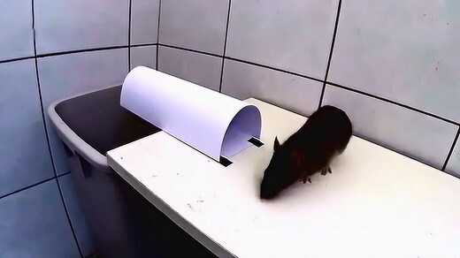 看到死老鼠是幾號