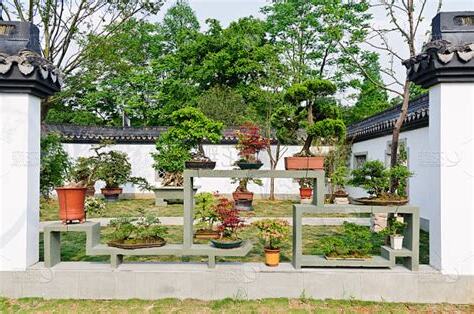庭院盆栽