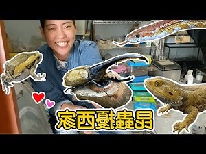 昆蟲擾西住家