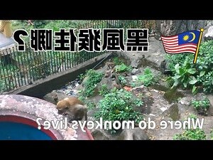 猴住