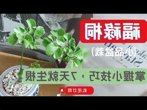 福祿桐水培栽培法