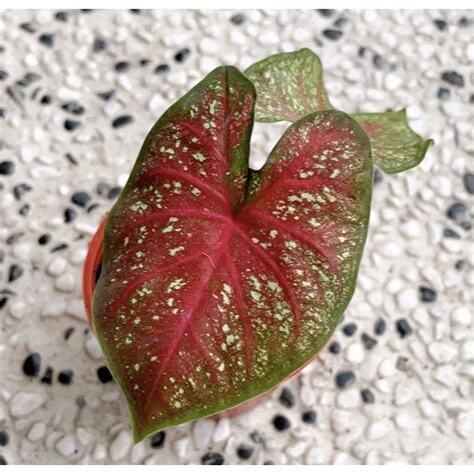 南方魅力彩葉芋