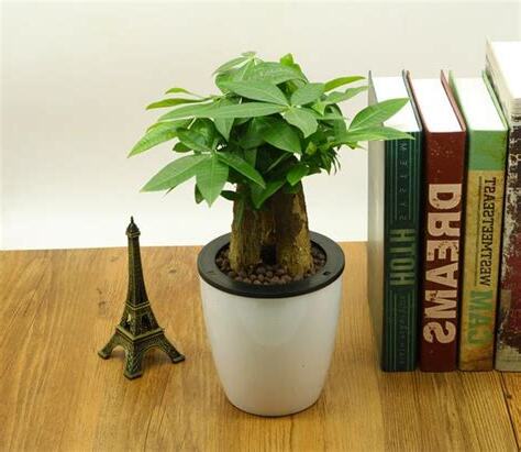 家裡招財植物