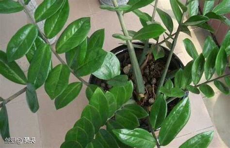 金錢樹會開花嗎？