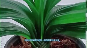 君子兰风水