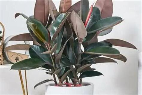 橡皮树风水放门口