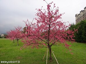 家裡可以種櫻花嗎