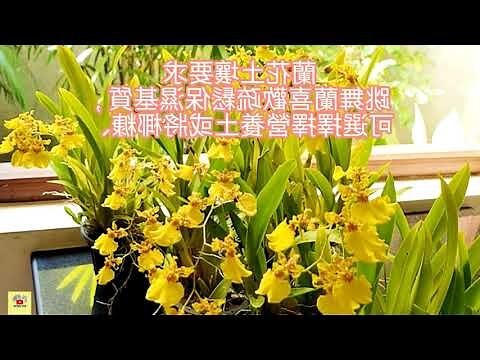 文心蘭盆栽