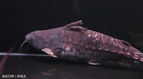 鐵甲武士魚