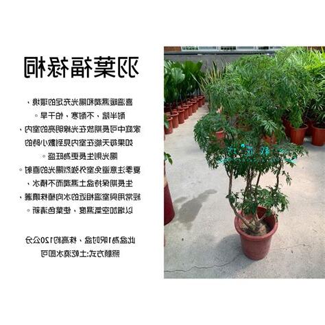 羽葉福祿桐修剪