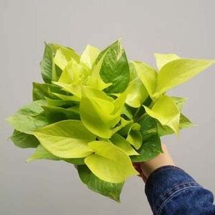黃金角植物