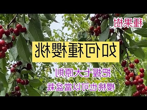 仙桃不開花結果