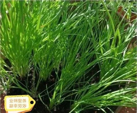 韭菜種植日照