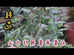 桂花葉子枯黃