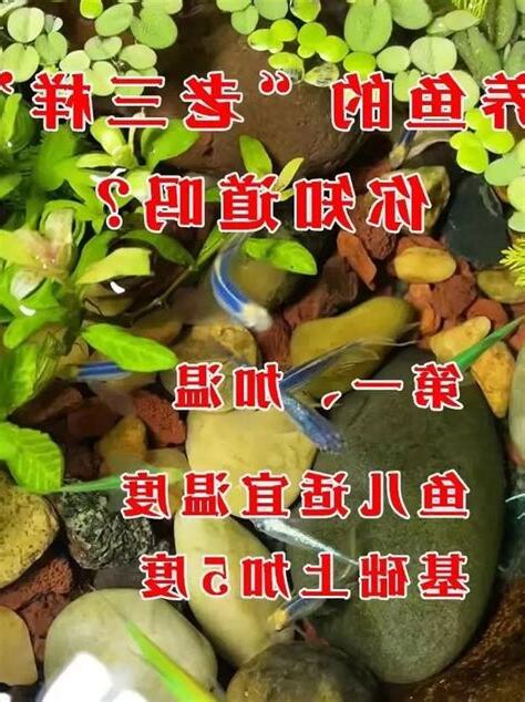 养鱼什么意思