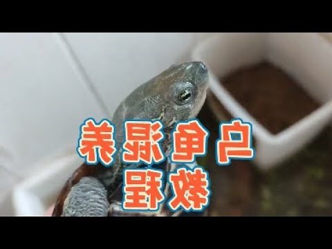 養烏龜麻煩嗎
