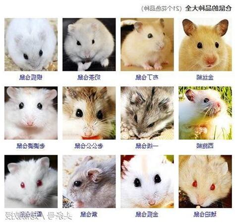 老鼠品種介紹