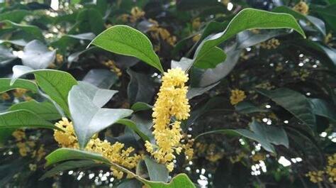 桂花樹種植
