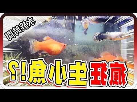 茶壺魚懷孕