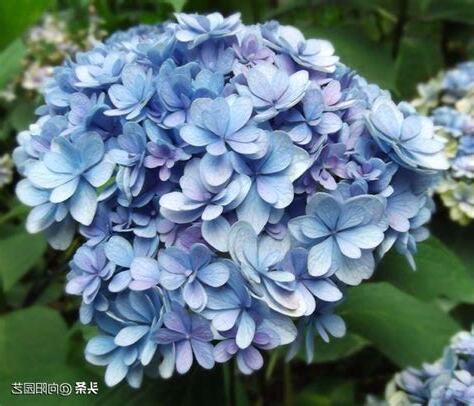 繡球花風水